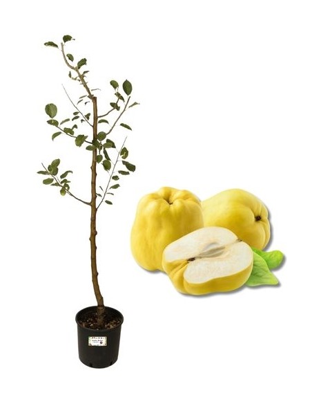 Melo Cotogno Vaso 22