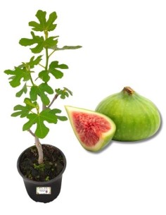 Fico Brogiotto Bianco Vaso 22