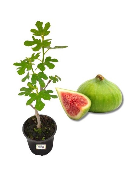 Brogiotto Weiße Feige Topf 22
