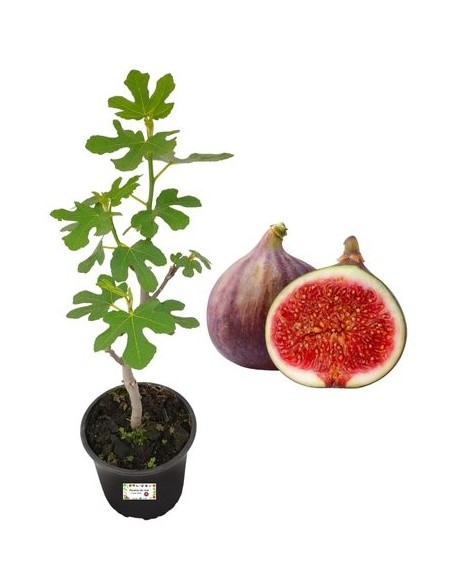 Fico Brogiotto Nero Vaso 22