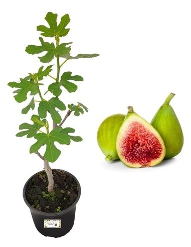 Fico Dottato (Weiß) Topf 22