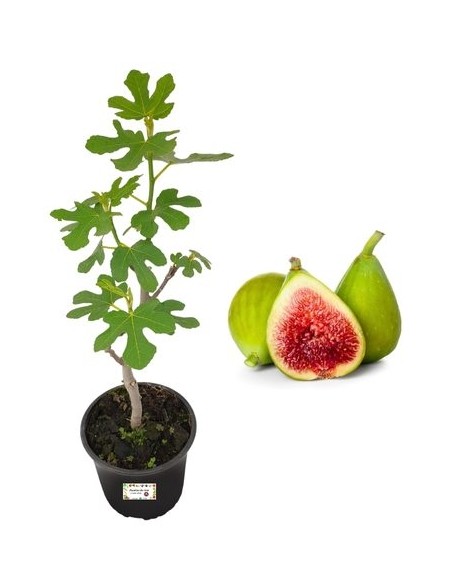 Fico Dottato (Weiß) Topf 22