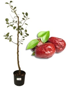Jujube Vase 22