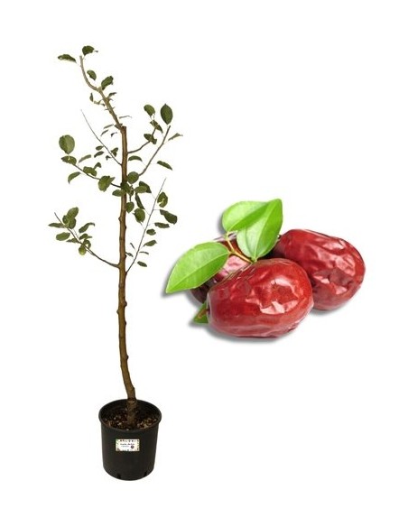 Jujube Vase 22