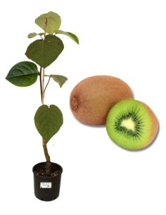 Weiblicher Kiwi Topf 22