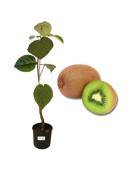 Weiblicher Kiwi Topf 22