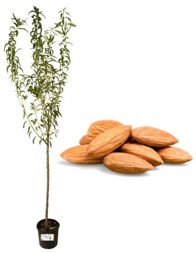 Thunder Almond Jar 22