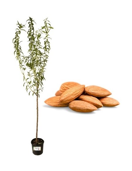 Mandorlo Tuono Vaso 22