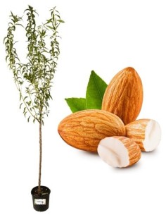 Mandorlo Guscio Tenero "Texas" Vaso 22