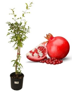 Melograno Cespuglio Vaso 22