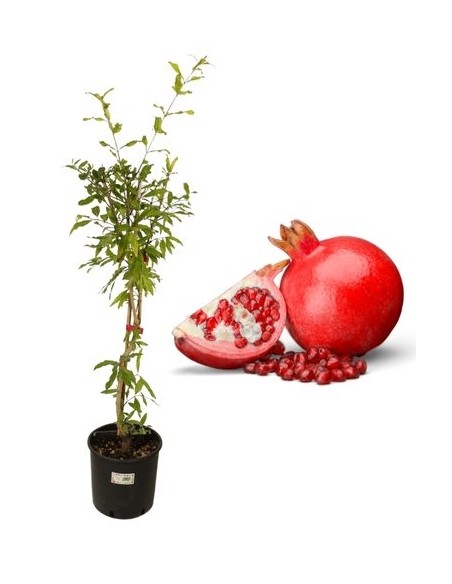 Melograno Cespuglio Vaso 22