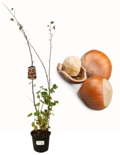 Haselnusstopf 22