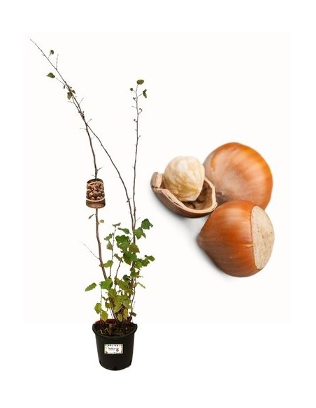Haselnusstopf 22