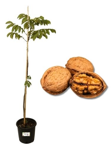 Walnussvase 22