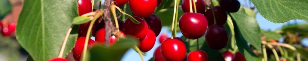 Obstpflanzen | Online-Verkauf | Ortolano.it