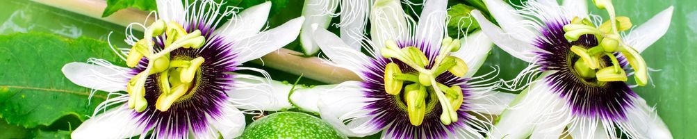 Exotische Pflanzen | Online-Verkauf | Ortolano.it