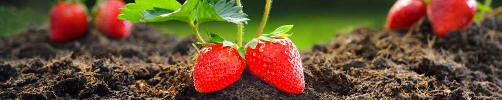 Fragola