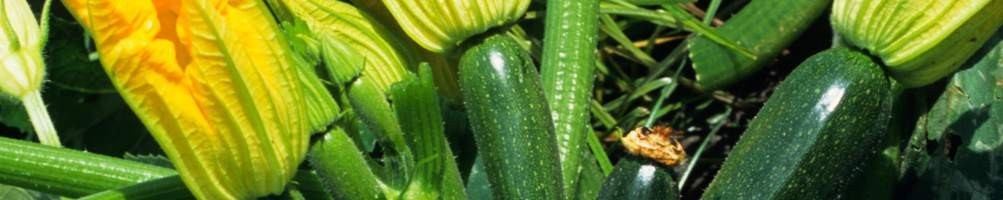 Zucchini | Online-Verkauf | Ortolano.it