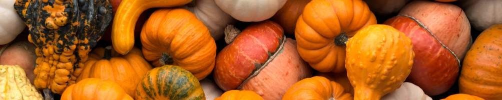 Zucca