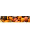 Zucca