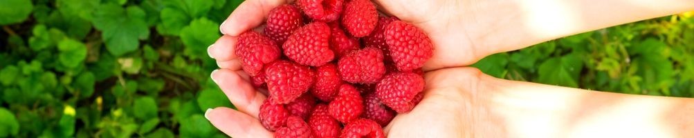 Himbeeren | Online-Verkauf | Ortolano.it