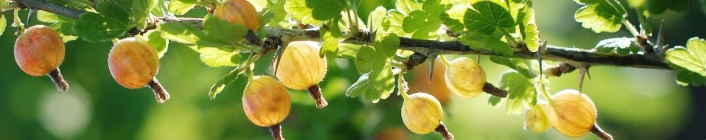 Stachelbeeren | Online-Verkauf | Ortolano.it